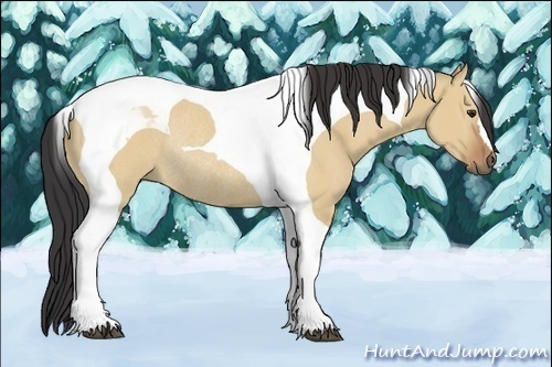 Horse Color:Bay Dun Tobiano Rabicano 