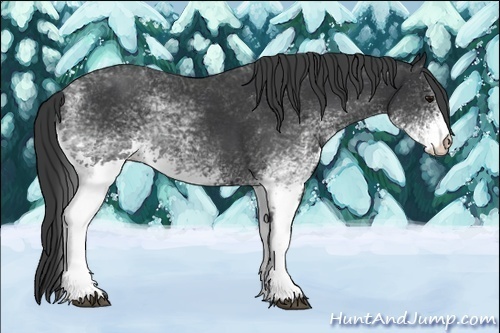 Horse Color:White Spotted Black Rabicano 