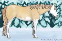 Horse Color:Gold Champagne Dun Sabino Splash 