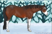 Horse Color:Bay Sabino 