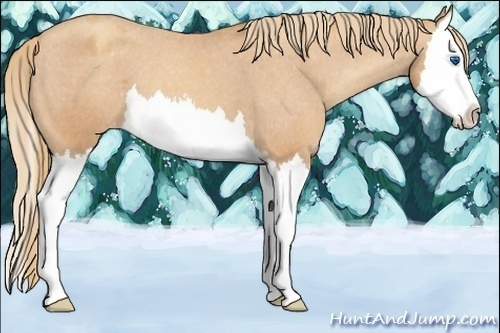 Horse Color:Gold Champagne Sabino Splash Appaloosa 