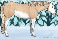 Horse Color:Gold Champagne Sabino Splash Appaloosa 