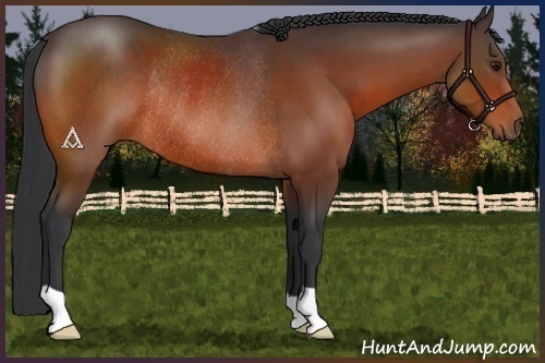 Horse Color:Brown Rabicano 