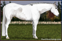 Horse Color:Gray Bay Tobiano Rabicano 
