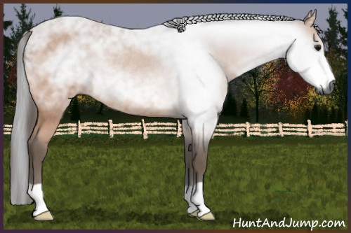 Horse Color:Gray Bay Rabicano 