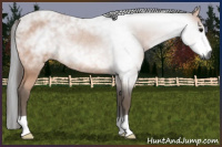 Horse Color:Gray Bay Rabicano