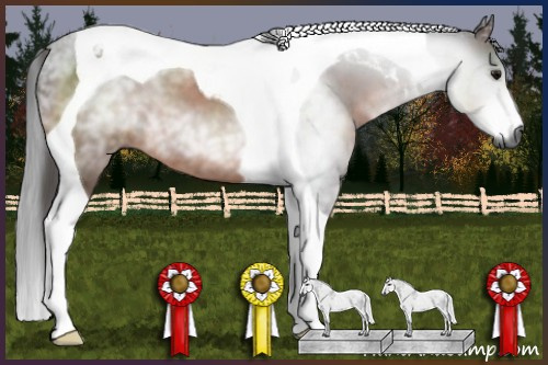 Horse Color:Gray Bay Tobiano 