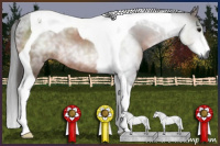 Horse Color:Gray Bay Tobiano 