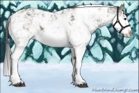 Horse Color:Grullo Sabino Splash Brindle 