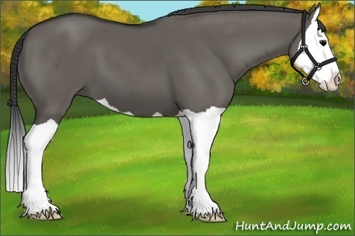 Horse Color:Grullo Splash 