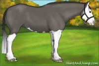 Horse Color:Grullo Splash 
