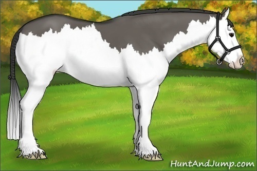 Horse Color:Grullo Splash 