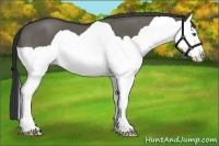 Horse Color:Grullo Splash 