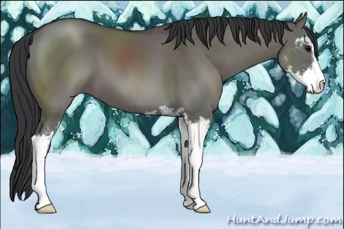 Horse Color:Grullo Sabino 