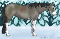 Horse Color:Grullo Sabino