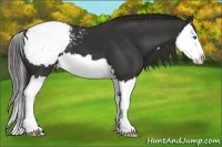 Horse Color:Liver Chestnut Splash Appaloosa 
