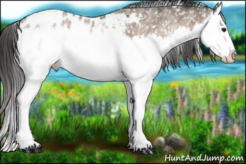 Horse Color:White Spotted Brown Dun Splash Appaloosa 