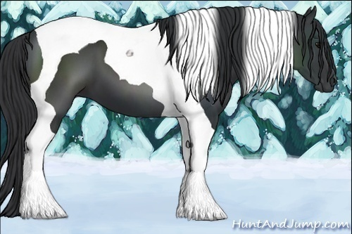 Horse Color:Black Tobiano