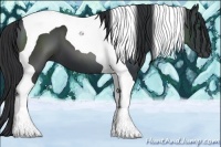 Horse Color:Black Tobiano 