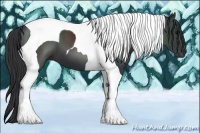 Horse Color:Black Tobiano 