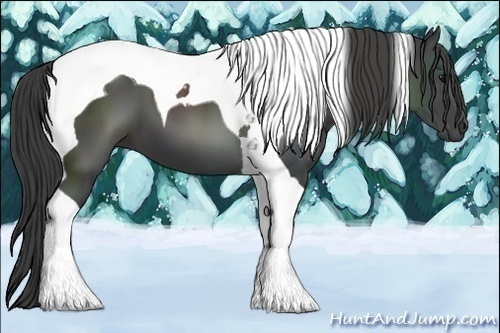 Horse Color:Smoky Black Tobiano 