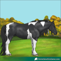 Horse Color:Black Tobiano 