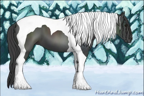 Horse Color:Smoky Black Tobiano 