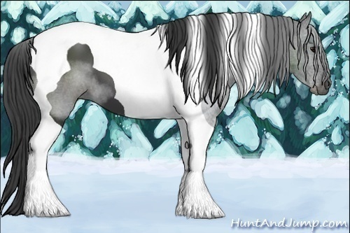 Horse Color:Smoky Black Tobiano 