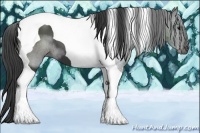Horse Color:Smoky Black Tobiano 