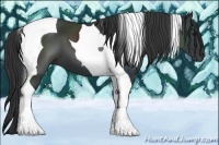 Horse Color:Black Tobiano