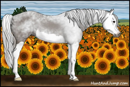 Horse Color:Gray Black Splash