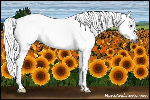 Horse Color:Gray Black Splash 