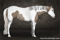 Horse Color:Silver Grullo Sabino Splash Tobiano Rabicano