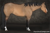 Horse Color:Bay Dun Sabino