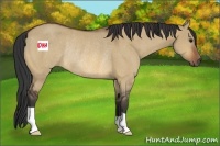 Horse Color:Bay Dun Rabicano 