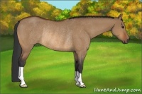 Horse Color:Bay Dun Rabicano 