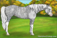 Horse Color:Gray Plaid  Silver Amber Cream Champagne Ice Roan Dun Splash Rabicano 