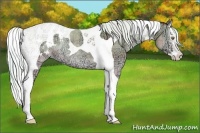 Horse Color:Plaid  Silver Amber Cream Champagne Ice Roan Onyx Splash Tobiano Appaloosa Rabicano 