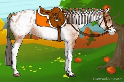 Horse Color:White Spotted Bay Appaloosa