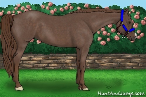 Horse Color:Liver Red Roan 