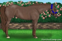 Horse Color:Liver Red Roan