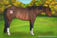 Horse Color:Bay Rabicano 