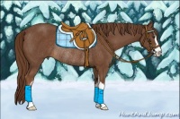 Horse Color:Chestnut Sabino Rabicano 