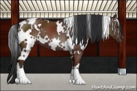Horse Color:White Spotted Bay 