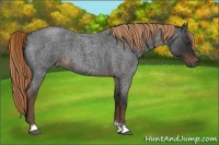 Horse Color:Liver Red Roan 