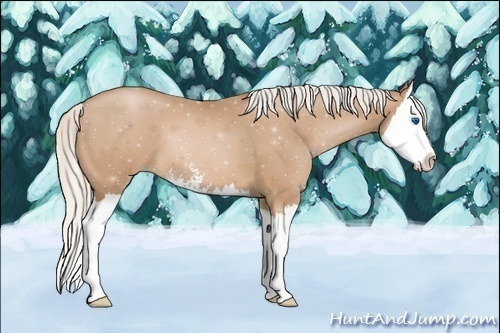 Horse Color:Silver Brown Pearl Sabino Splash