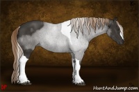 Horse Color:Liver Chestnut Tobiano 