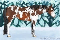 Horse Color:White Spotted Bay Sabino 