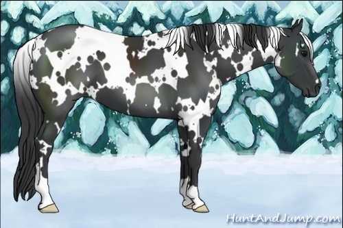 Horse Color:White Spotted Black