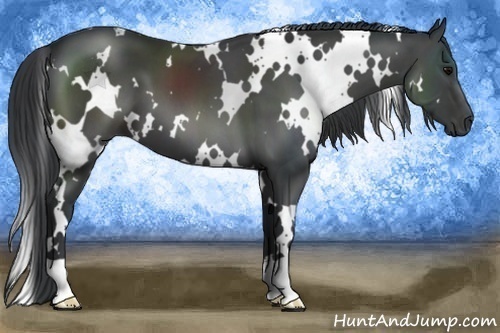 Horse Color:White Spotted Black 